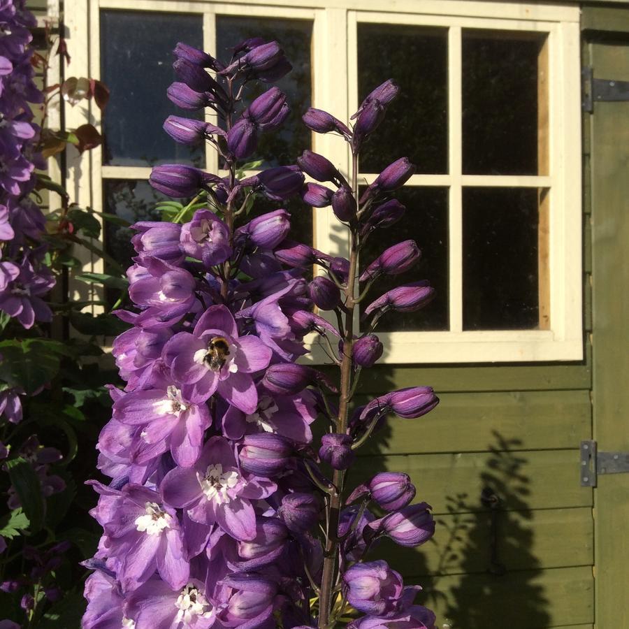 Pomona Bed & Breakfast Lowick Green Eksteriør bilde